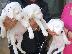 PoulaTo: DOGO ARGENTINO